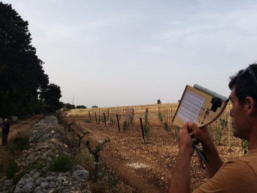 Conversano, Il fragno e i cipressi di Monteferraro: monumenti della natura da condividere