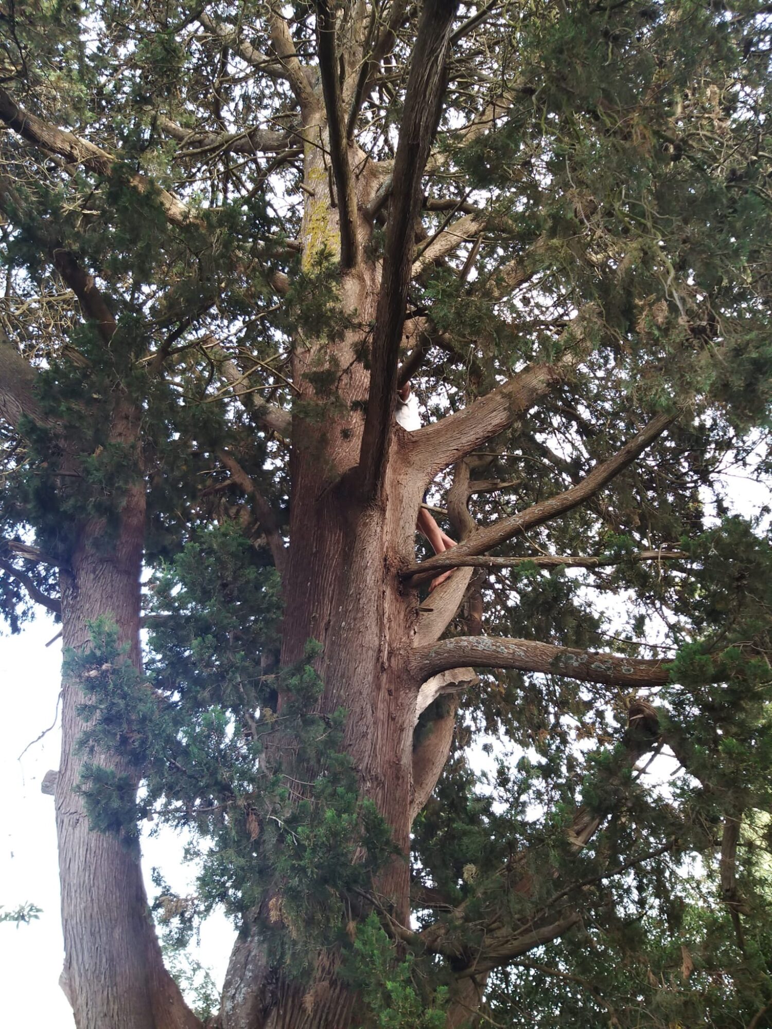 Conversano, Il fragno e i cipressi di Monteferraro: monumenti della natura da condividere