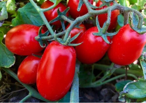 Pomodoro da industria: in Puglia è caos prezzi. I produttori iniziano i trapianti ma l'accordo è un miraggio