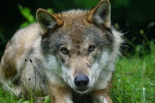 https://www.widenews.it/2026/08/05/noicattaro-cane-aggredisce-due-bambine-una-bimba-di-6-anni-e-in-rianimazione/