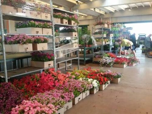 Blocco dei tir e florovivaismo a Leverano, la CIA Salento lancia l'allarme: "Fiori al macero, serve un corridoio subito"
